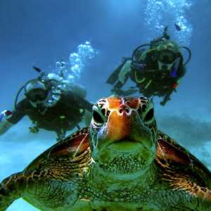 Image diving